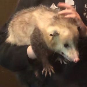 Meet your Posher, Tom